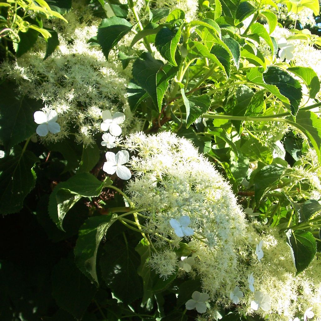 Köynnöshortensia ssp. petiolaris