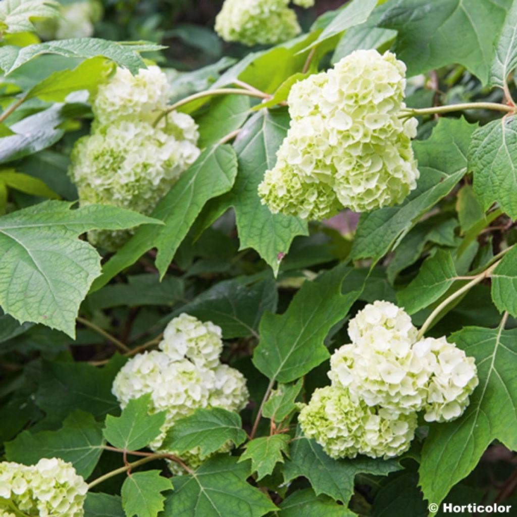 Tammihortensia Harmony