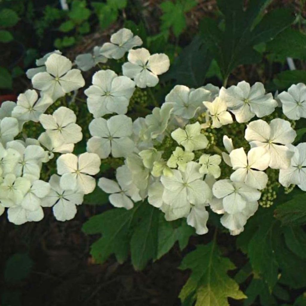 Tammihortensia Ice Crystal