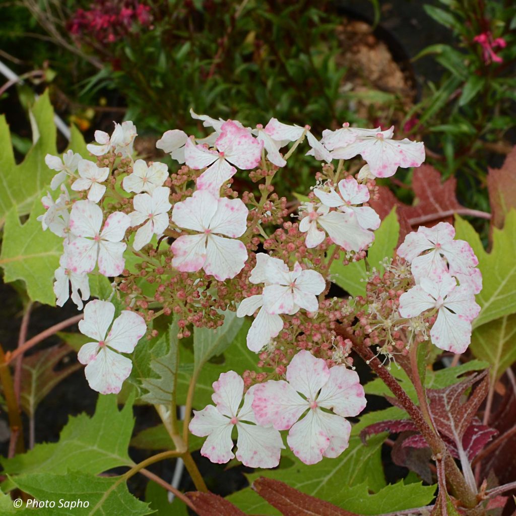 Tammihortensia Ice Crystal