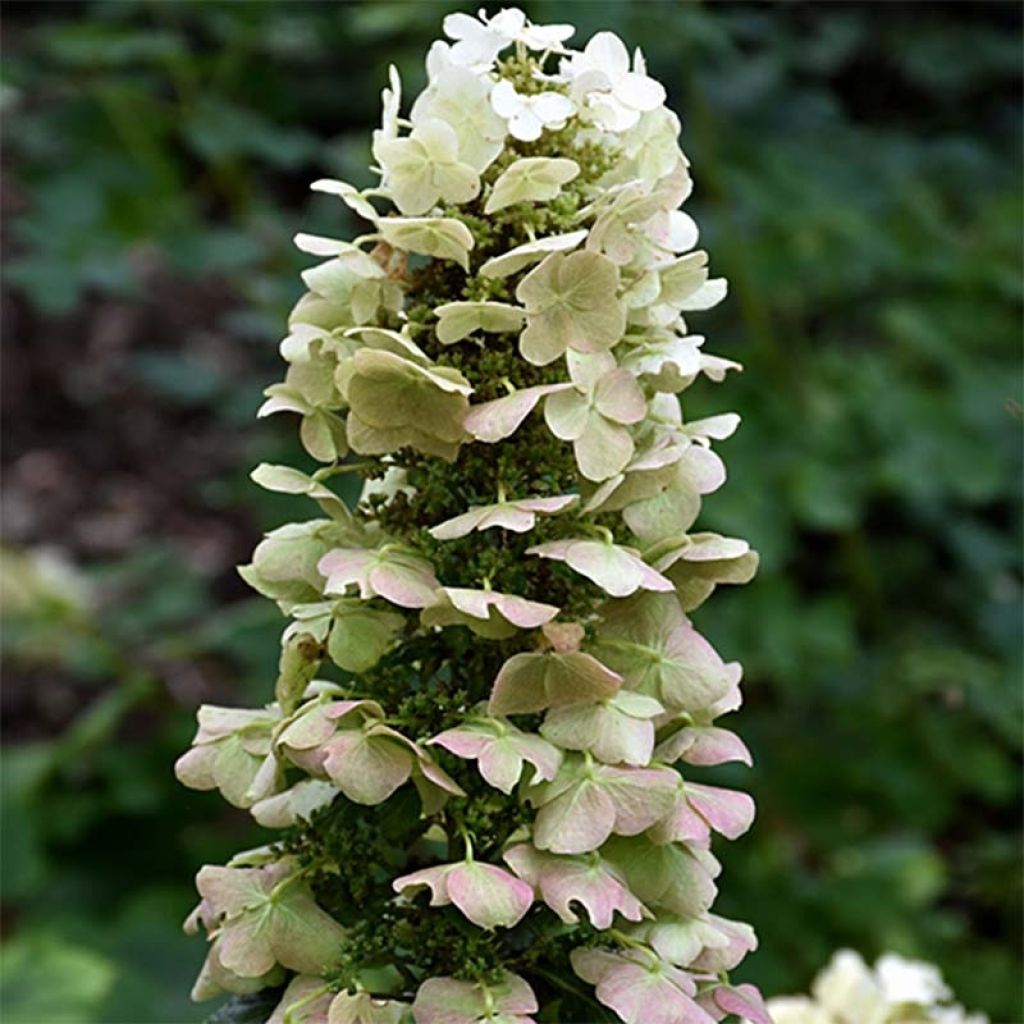 Tammihortensia Munchkin