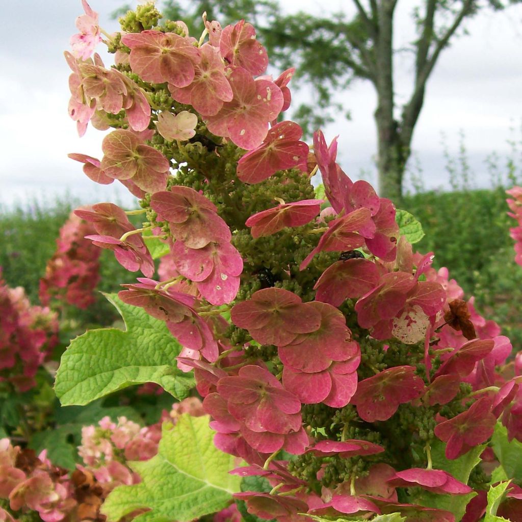 Tammihortensia Ruby Slippers