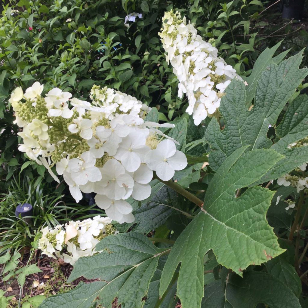 Tammihortensia Snow Queen