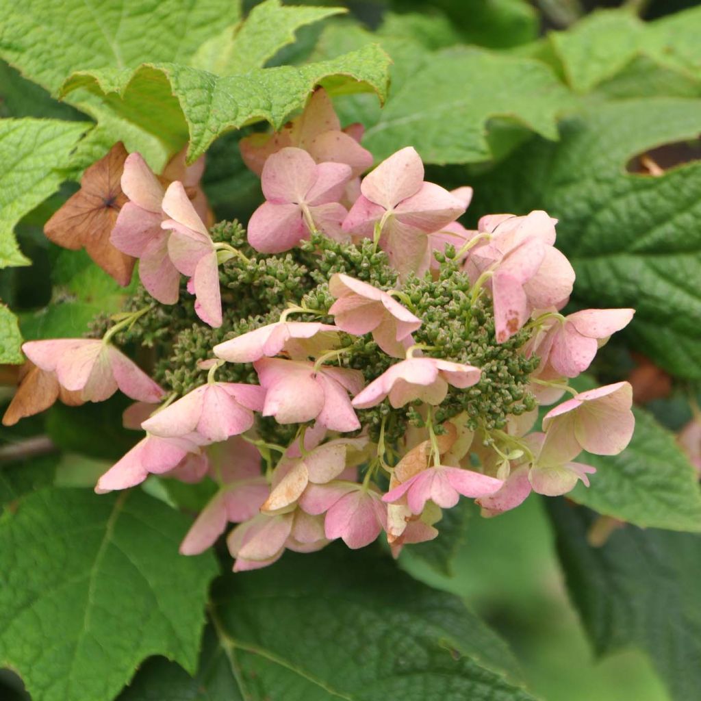 Tammihortensia Snow Queen