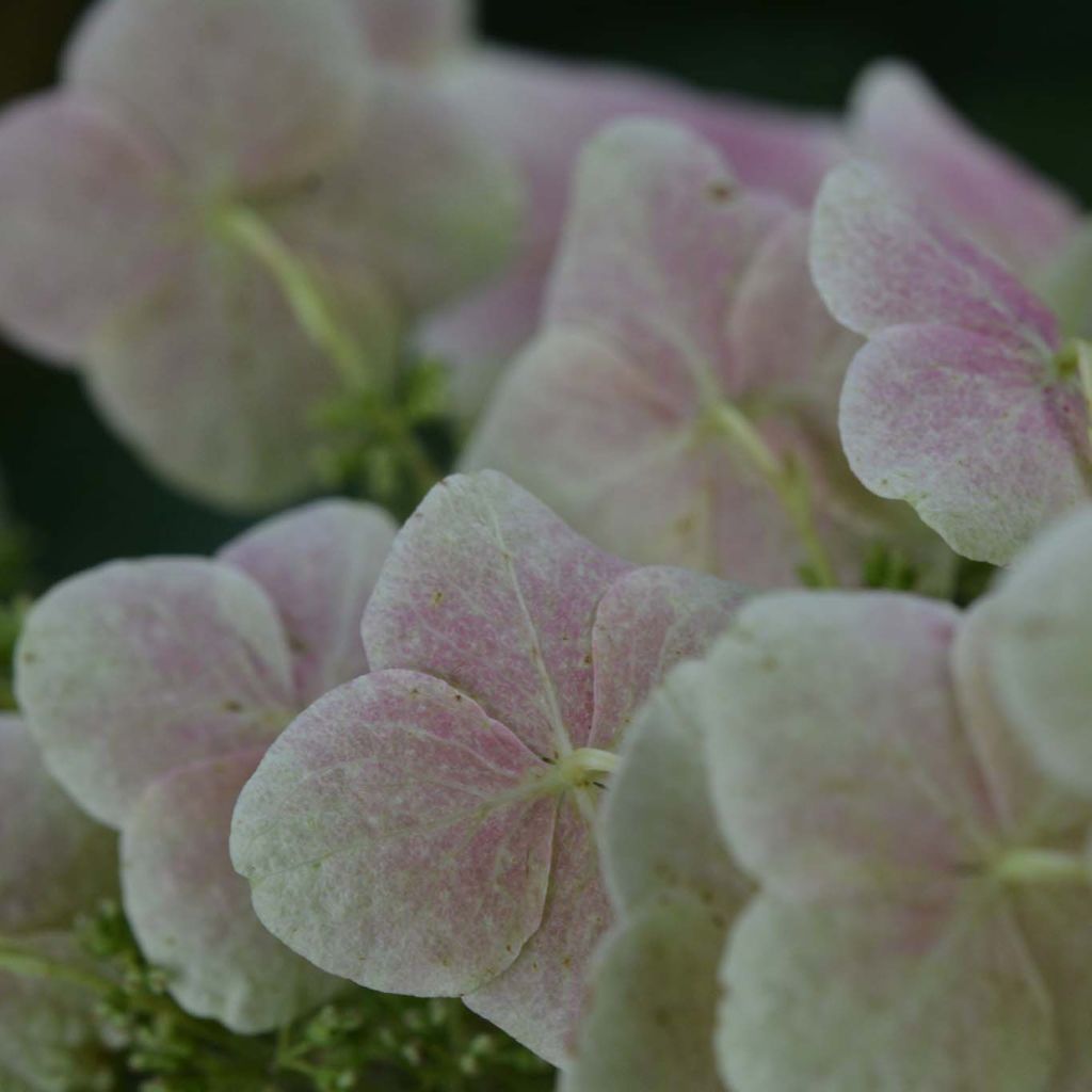 Tammihortensia Snow Queen