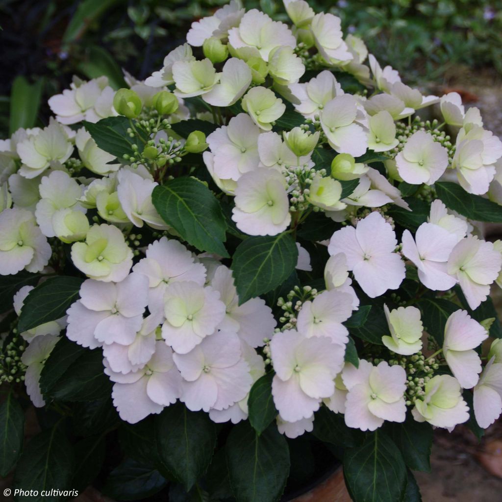 Jalohortensia Runaway Bride 'Snow