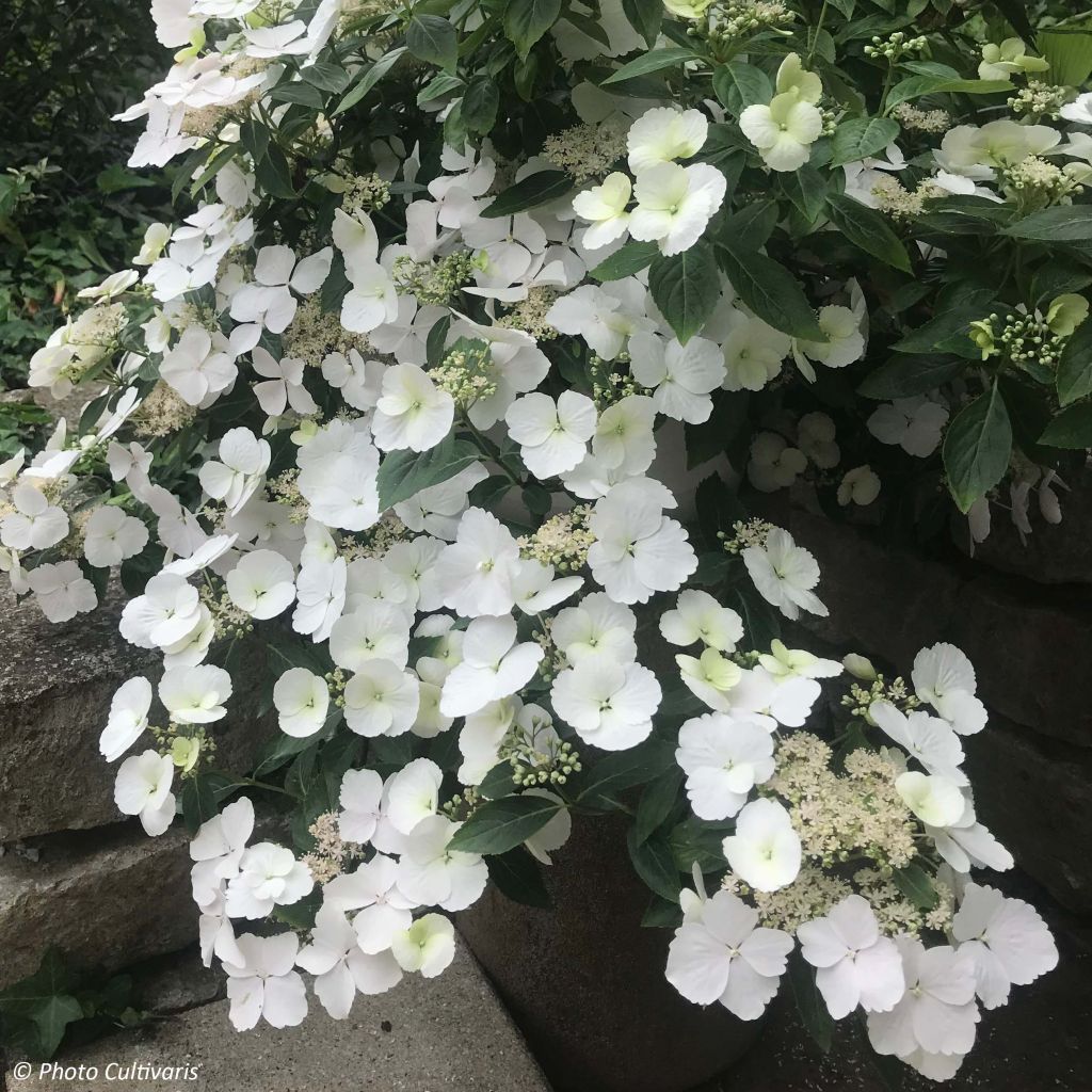 Jalohortensia Runaway Bride 'Snow