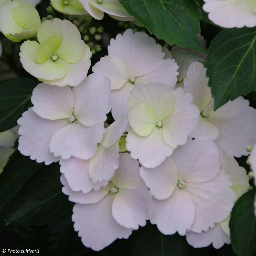 Jalohortensia Runaway Bride 'Snow
