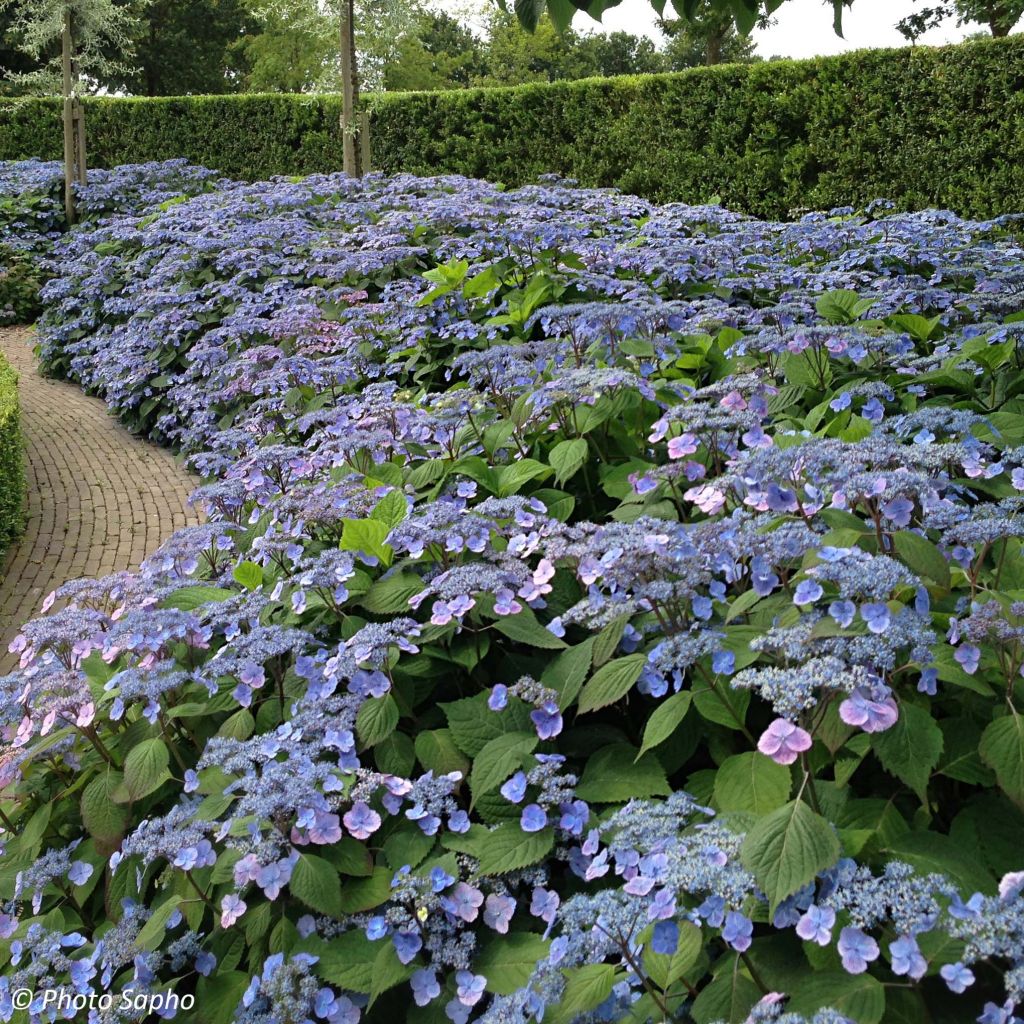 Safiirihortensia Veerle