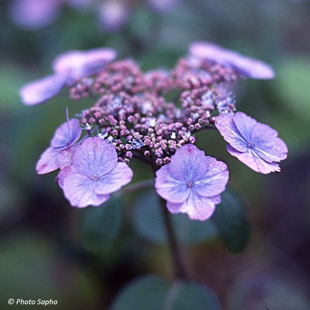 Safiirihortensia Veerle