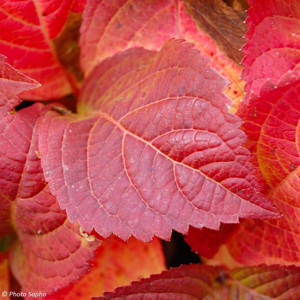 Safiirihortensia Veerle