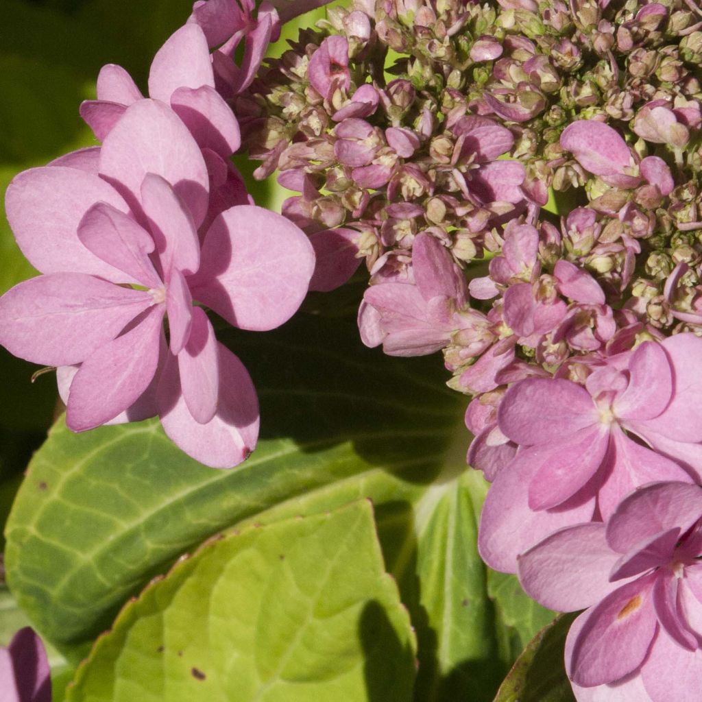 Jalohortensia You and Me Forever