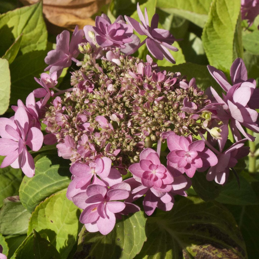 Jalohortensia You and Me Forever