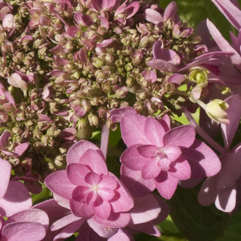 Jalohortensia You and Me Forever