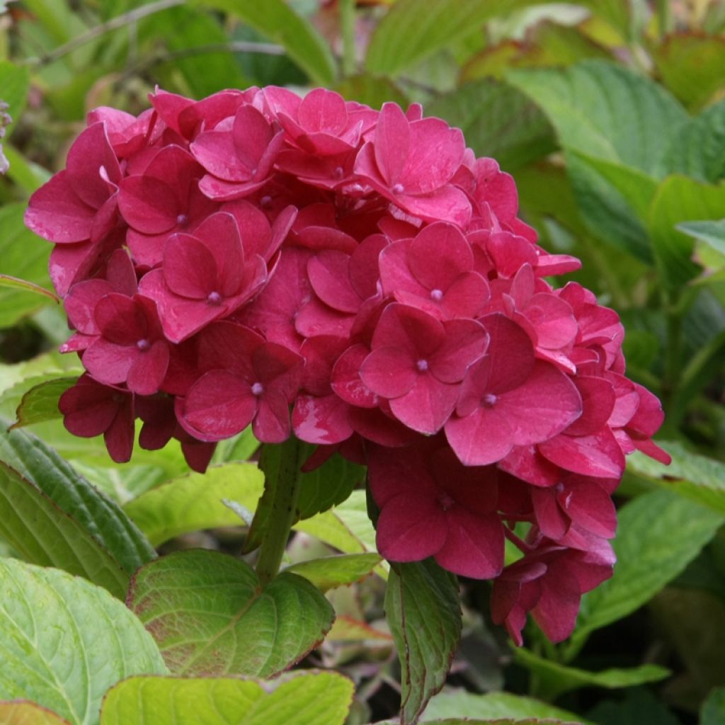 Jalohortensia Hovaria Hobergine