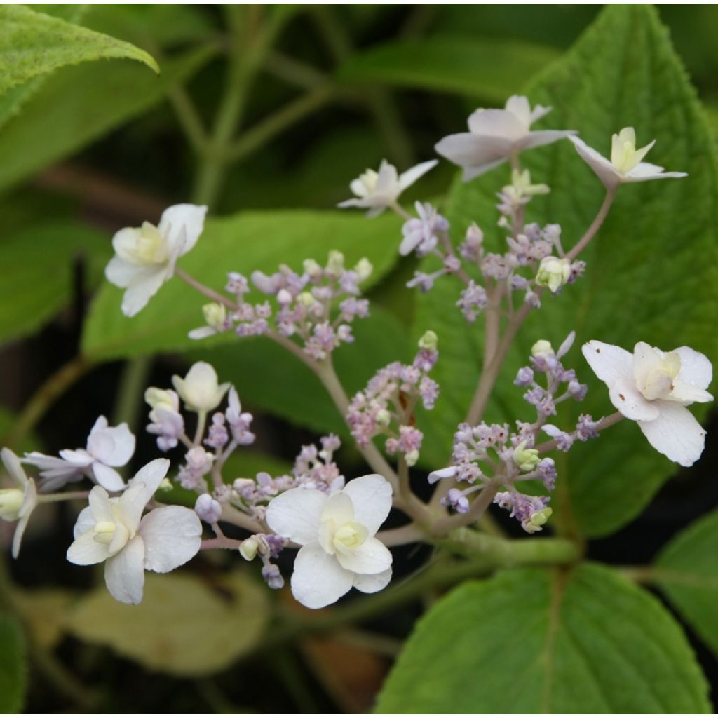 Kehtohortensia Yoraku Tama
