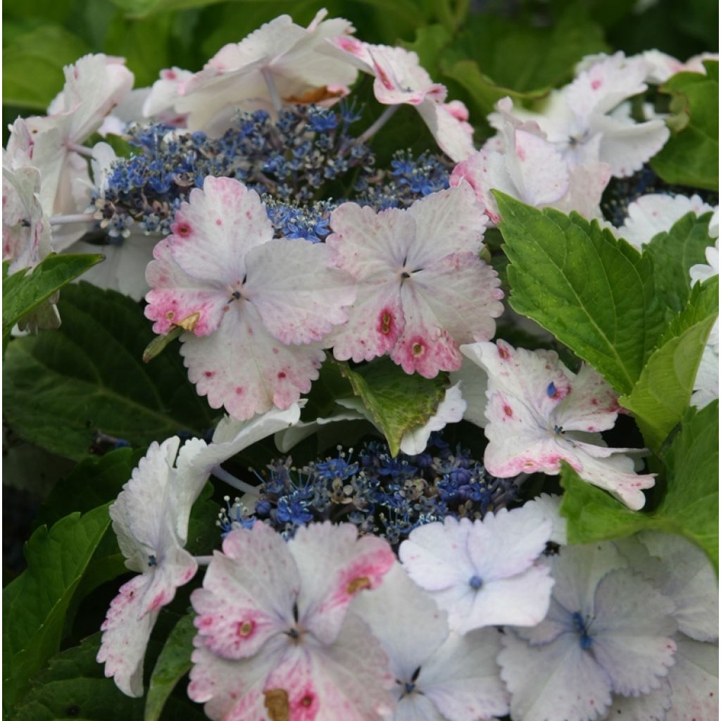 Jalohortensia Koria