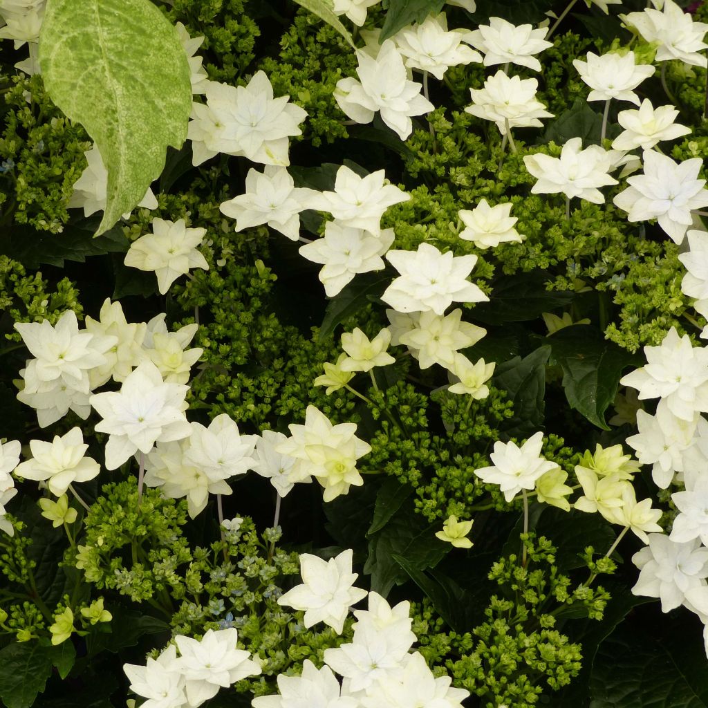 Jalohortensia Hovaria Fireworks White