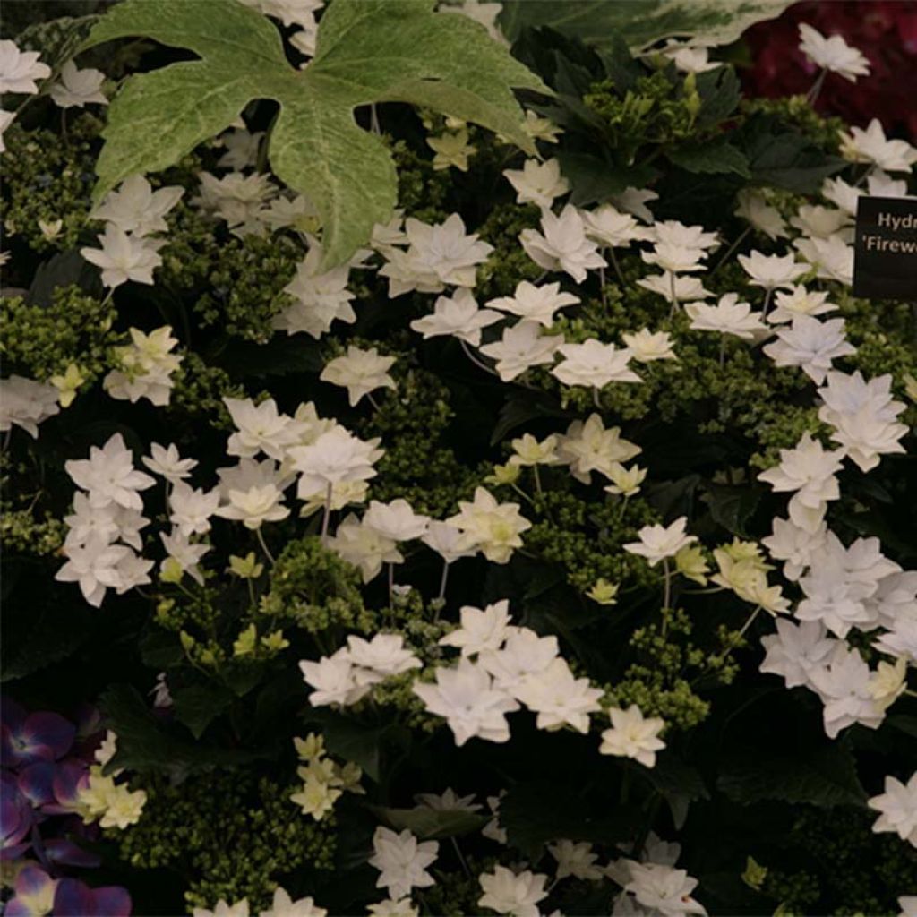 Jalohortensia Hovaria Fireworks White