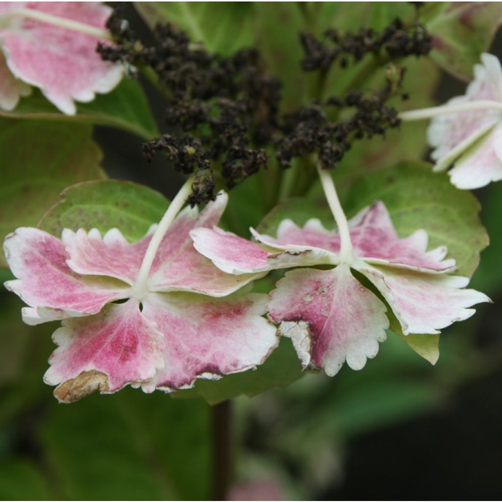 Jalohortensia Koria