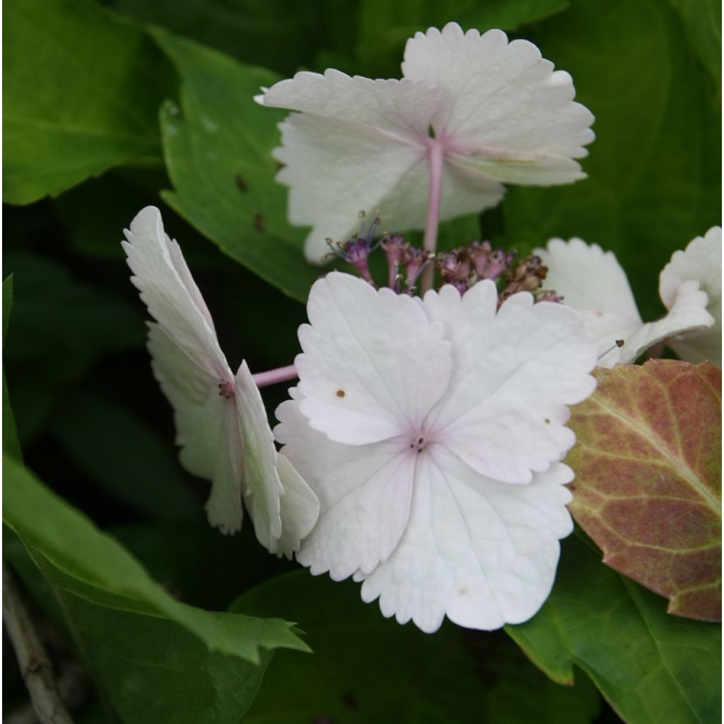 Jalohortensia Koria