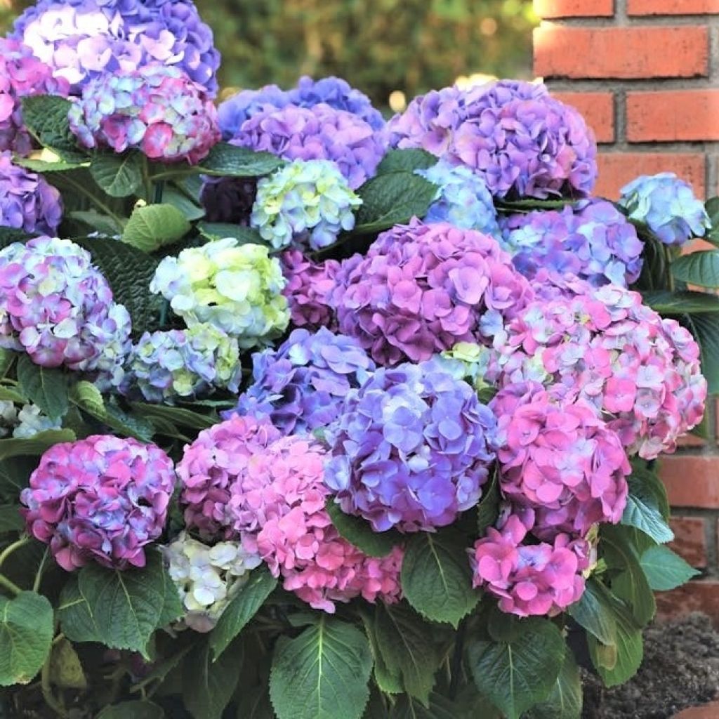 Jalohortensia L.A Dreamin
