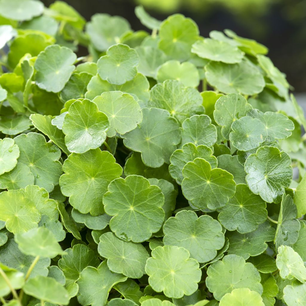 Viitasammakonputki - Hydrocotyle vulgaris