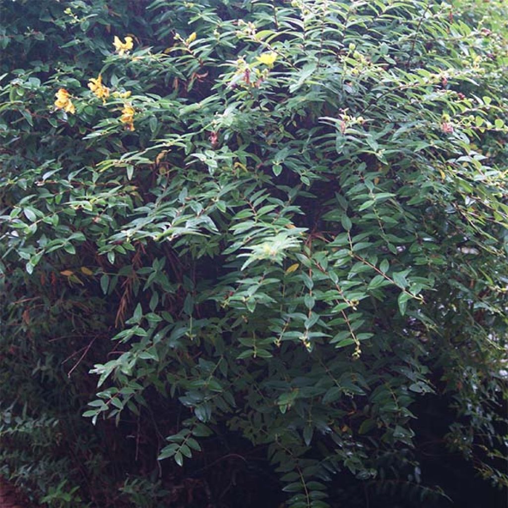 Turkinpensaskuisma - Hypericum calycinum