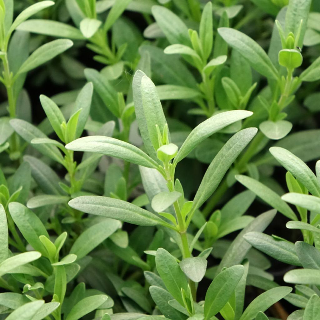 Iisoppi - Hyssopus officinalis