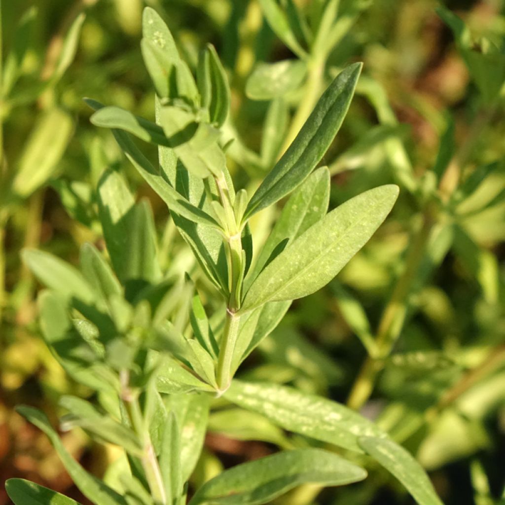 Iisoppi - Hyssopus officinalis