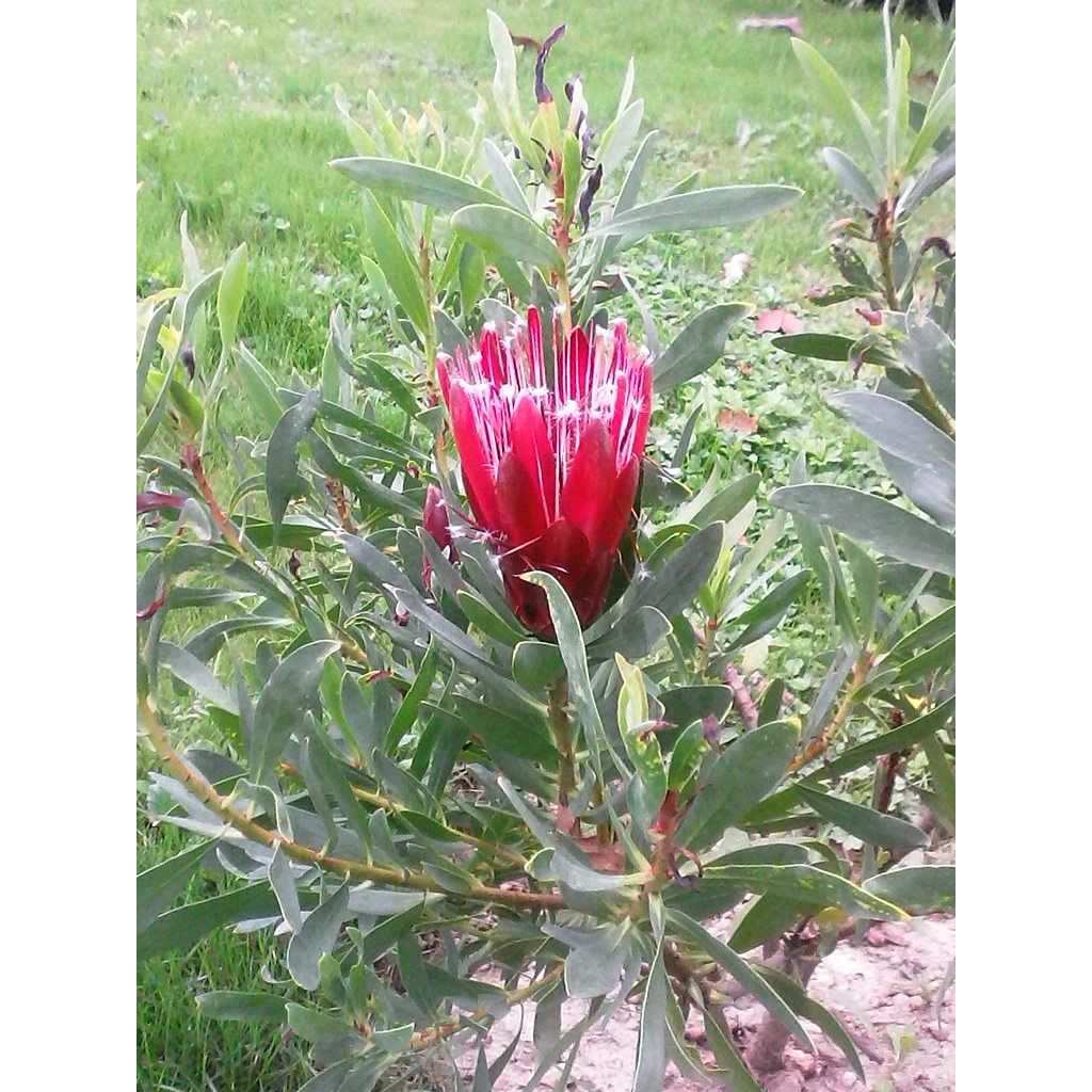 Protea Clark's Punainen
