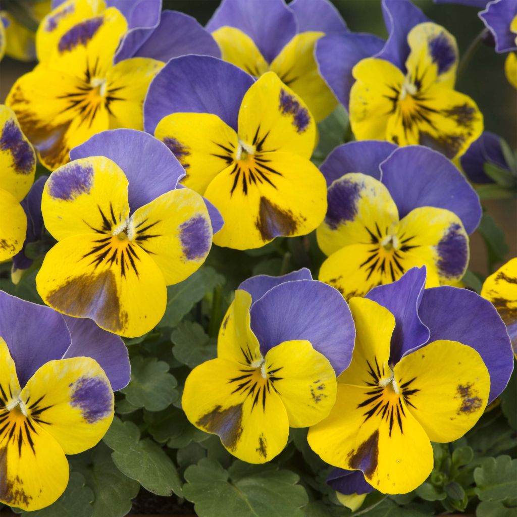 Tarhasarviorvokki Yellow Blue Jump-Up keltainen - Viola