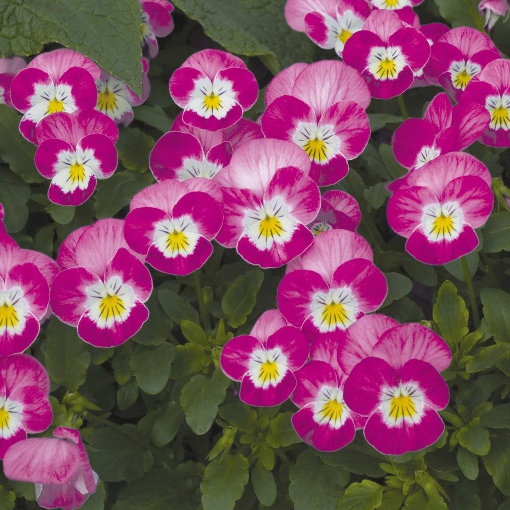 Tarhasarviorvokki Butterfly Rose White Face