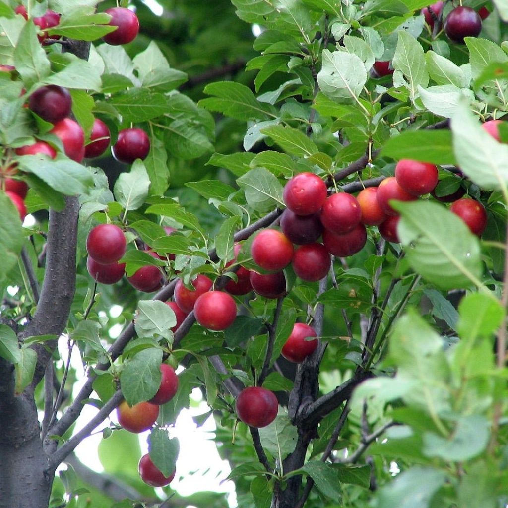 Kirsikkaluumu - Prunus cerasifera