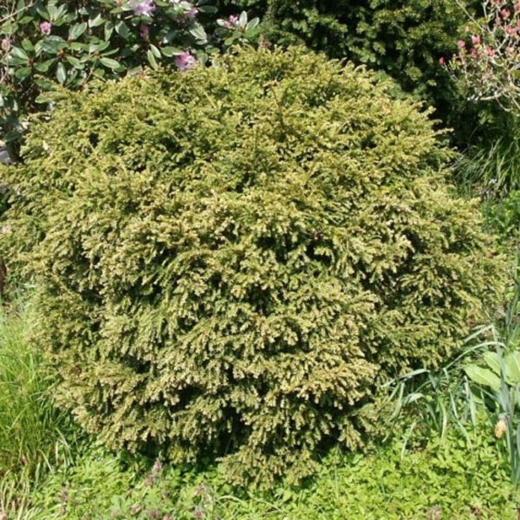 Euroopanmarjakuusi pallomuoto - Taxus baccata