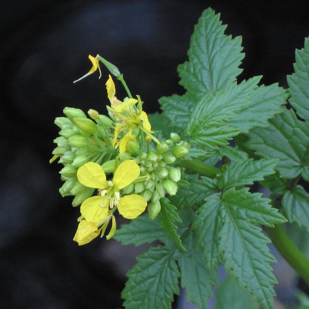 Keltasinappi 10 m² - Sinapis alba