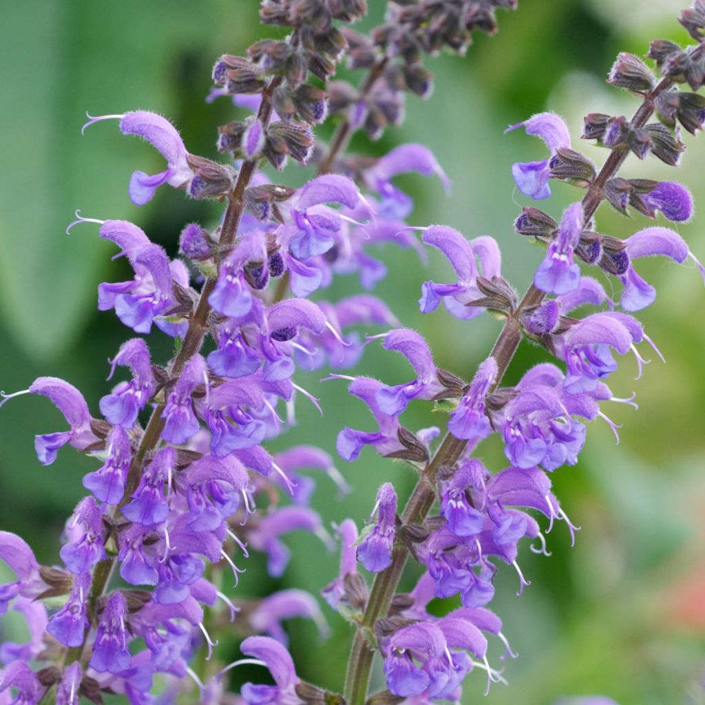 Loistosalvia Rhapsody in Blue