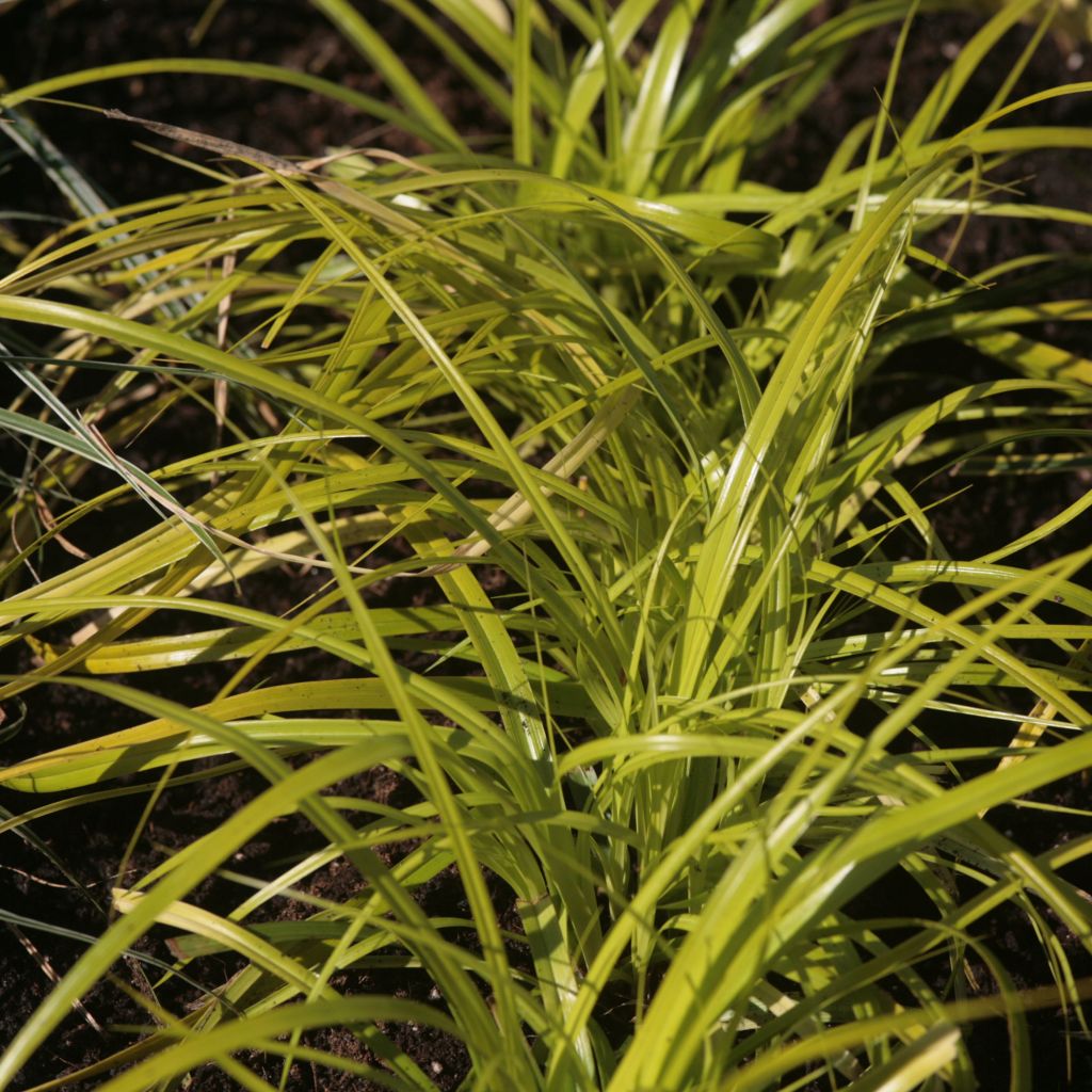 Oshimasara Everillo