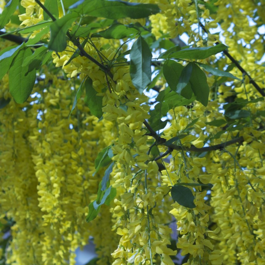 Etelänkultasade - Laburnum anagyroides
