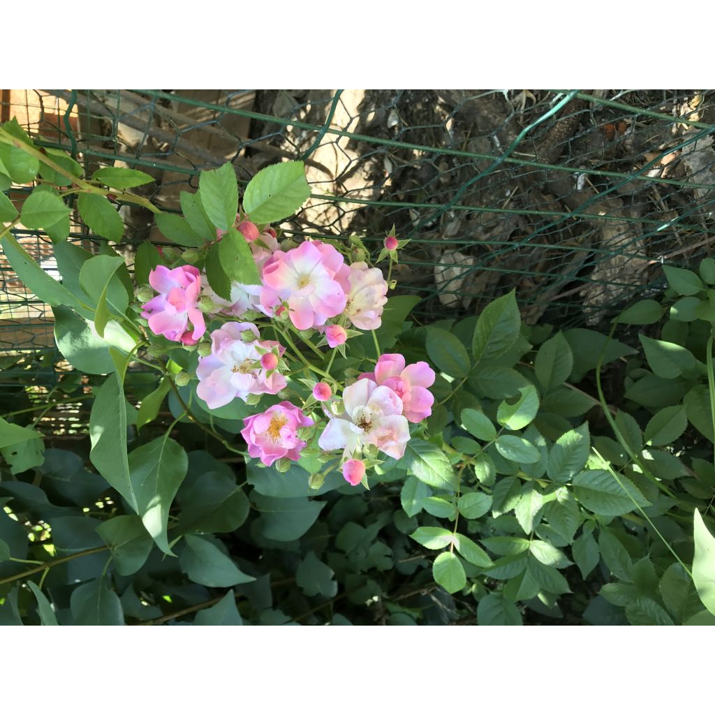Köynnösruusu Blush Rambler