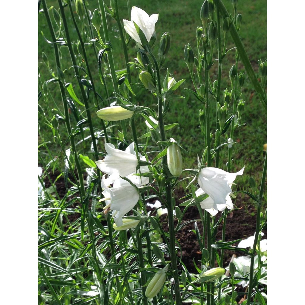 Kurjenkello Alba