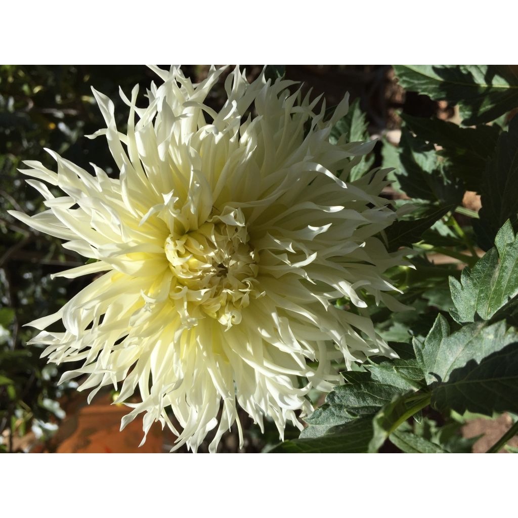 Kaktusdaalia Tsuki Yori no Shisha