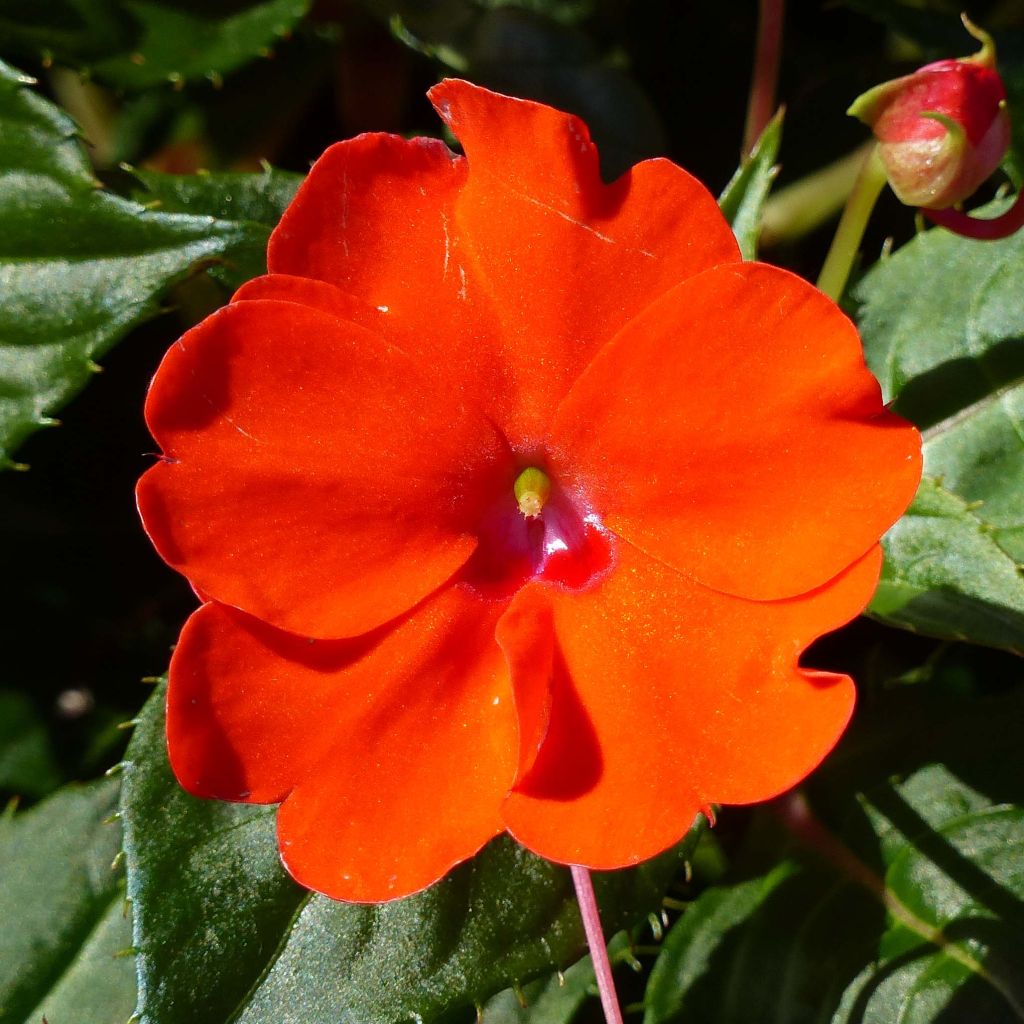 Ahkeraliisa Sunpatiens Compact Electric Orange