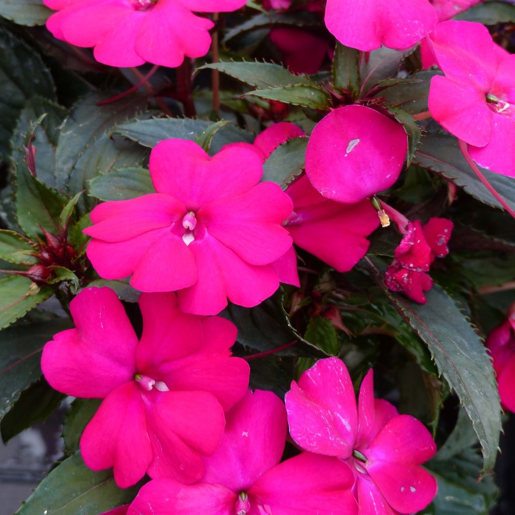 Ahkeraliisa SunPatiens Compact Purple