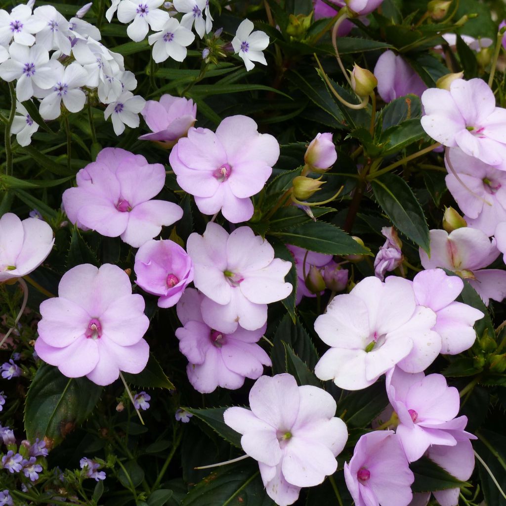 Ahkeraliisa Sunpatiens Compact Orchid Blush