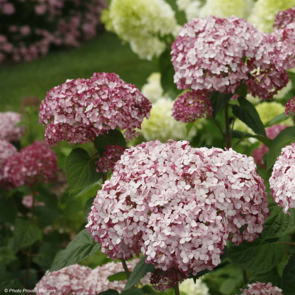 Pallohortensia Sweet Annabelle