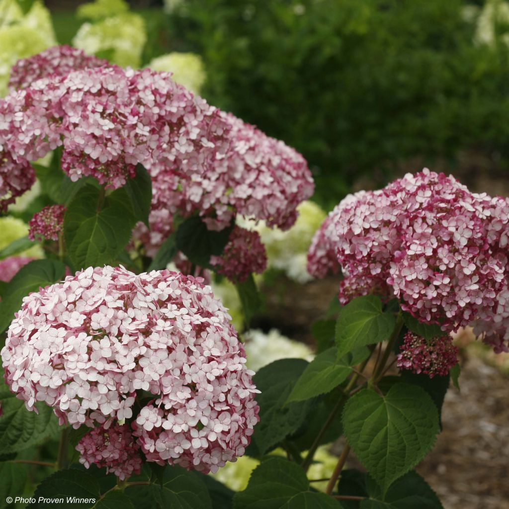 Pallohortensia Sweet Annabelle