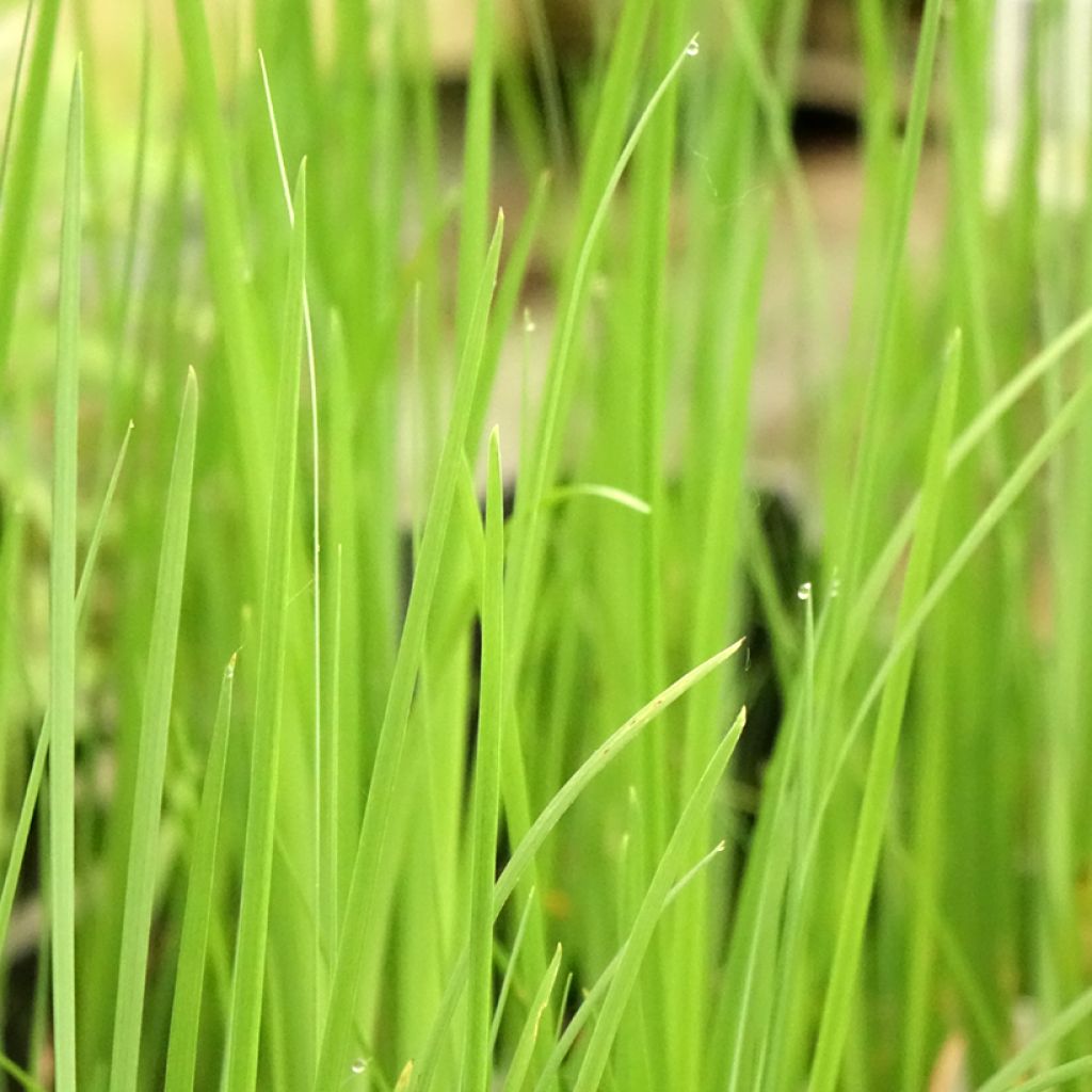 Tiibetinkurjenmiekka - Iris bulleyana