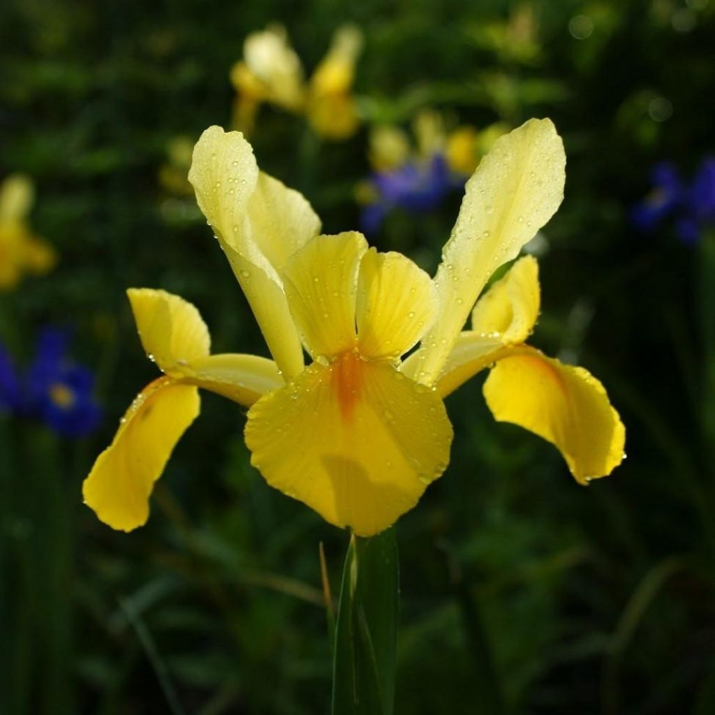 Hollanninkurjenmiekka Royal Yellow