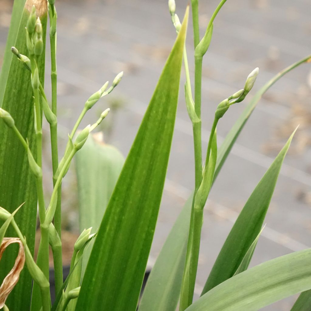 Japaninkurjenmiekka - Iris japonica